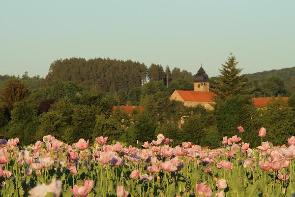 Bild zur Veranstaltung: Genusswanderung zur Mohnblüte Germerode - abends