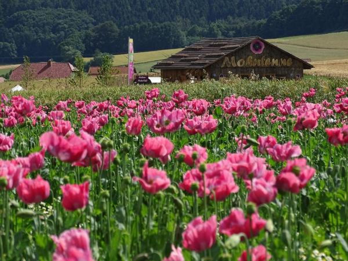 Bild zur Veranstaltung: Genusswanderung zur Mohnblüte Germerode